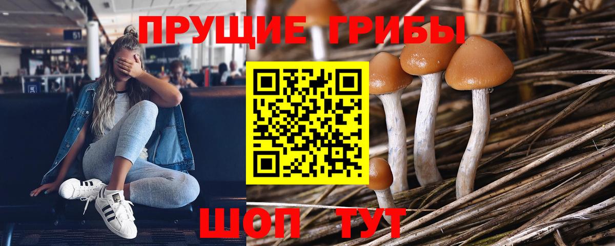 Галлюциногенные грибы Cubensis  Вход с VPN  Псилоцибиновые грибы прущие грибы  Биробиджан 
